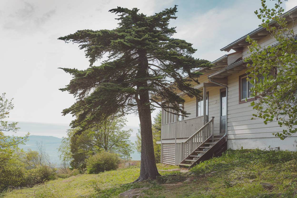 Est-il judicieux de planter un cyprès à proximité de sa maison ?