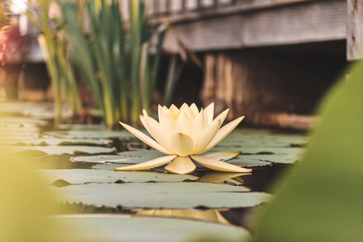 Quel engrais choisir pour sublimer le lilla des indes ?